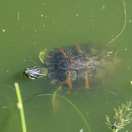 Teichmann Königstein