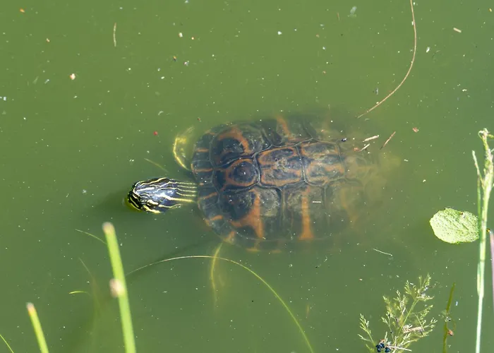 Gaestehaus Teichmann Königstein an der Elbe